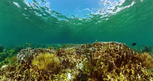 Vibrant Coral Reef With Fish Underwater