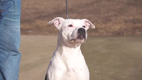 White Dog Getting Treats Outdoors on Leash