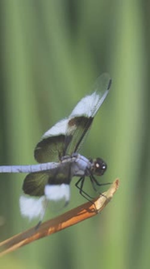 Dragonfly Closeup in Slow Motion Vertical Video