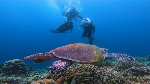 Scuba Divers Looking at Sea Turtle Coral Reefs Underwater Slow-Mo