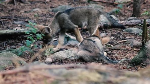 Wolves playing, fighting, eating. Both adult wolves and wolf cubs / wolf pups, or puppies.
