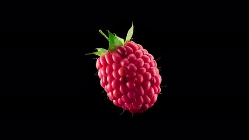 Animação 3D de uma framboesa girando em torno de seu eixo. Canal Alpha.