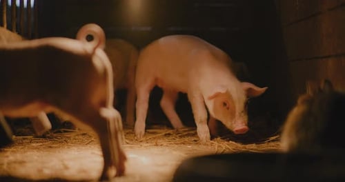 Piggery Farm Grupo de cerditos pequeños, lechones, granja ganadera, cerdos recién nacidos