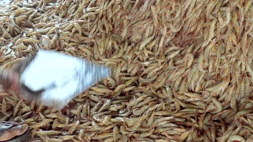 fresh shrimps loading in to basket from fishing Harbour in kerala