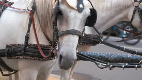 White Horses in Harness in the City