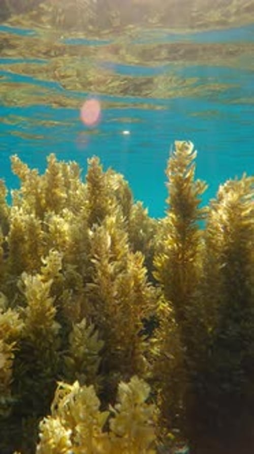 Gros plan d'algues brunes sargasses sur des eaux peu profondes contre une eau bleue au soleil, rétro-éclairée par le soleil