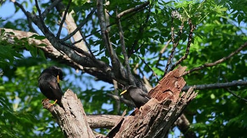 White-vented Myna, Acridotheres grandis, Khao Yai, Thailand; perched on the left preening and the fe