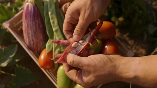 Agricultor examina los cultivos orgánicos locales en el jardín