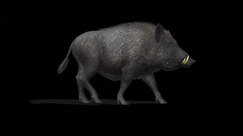 Boar Walk
