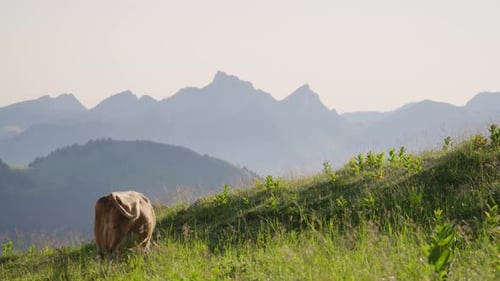 Cow Grazing on Alpine Meadow with Mountain Peaks in Background