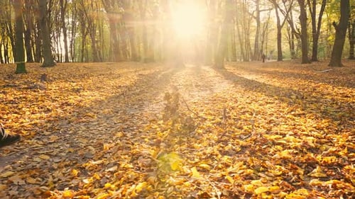 View of a Man Walking Along a Path in an Autumn Park or Forest