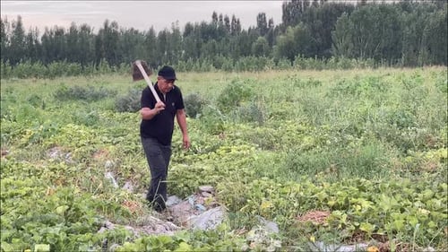 A farmer walks through a melon field