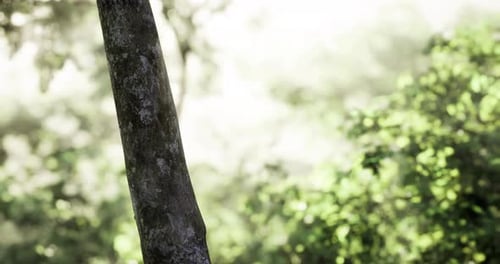 Serene Forest Landscape with Sunlight Filtering Through Lush Trees