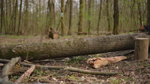 Tree Trunk Lying in Forest on Meadow with Young Woman and Dog Jumping Over Running Back View