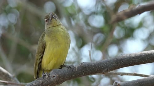 Yellow-bellied Greenbul Perching On Tree Branch In Southern Africa. closeup shot
