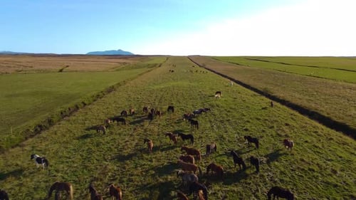 Aerial drone shot of group of horses grazing in the green meadows.