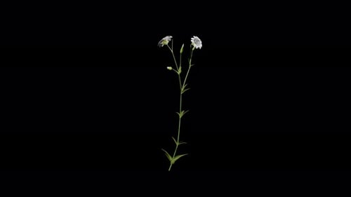 Realistic White Flowers Swaying with Alpha Channel
