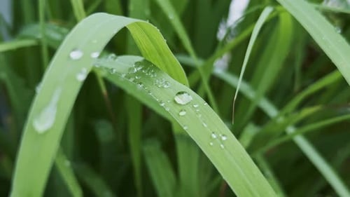 Green Grass Blades Covered in Rain Drops