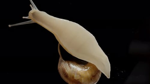 Eine Schnecke krabbelt auf dem Glas, von unten betrachtet, Schnecke am Fenster, Beinstruktur auf einem Schwarzen.