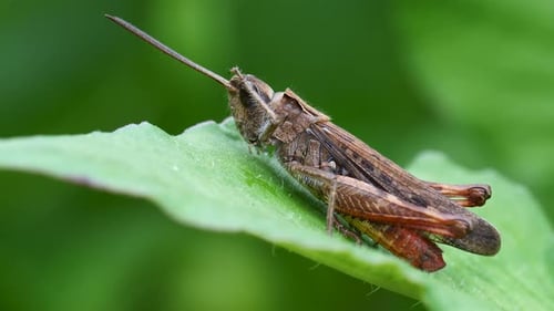 Brown Grasshopper Resting on Vibrant Green Leaf