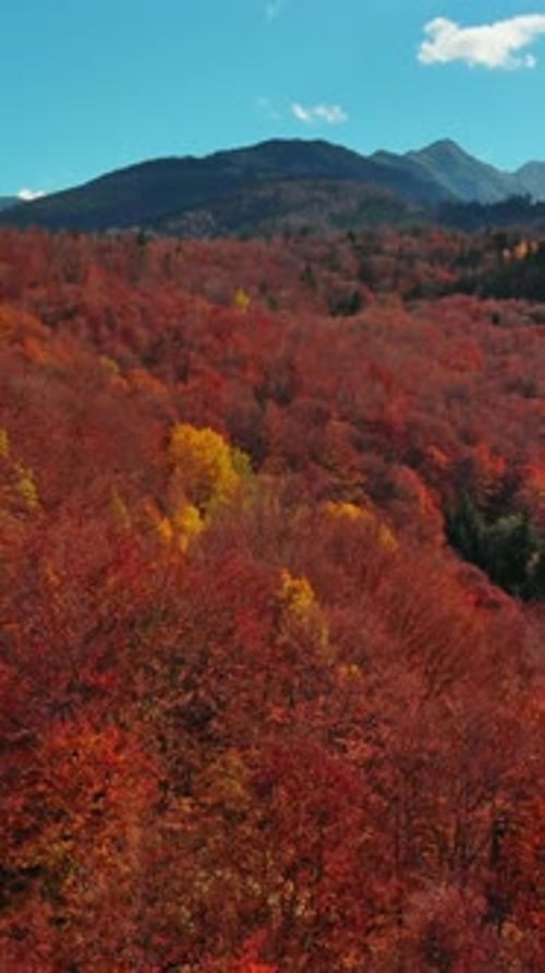 Autumn Forest in Carpathian Mountains