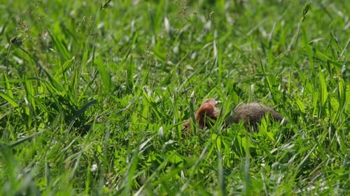 Hamster auf Futtersuche im langen Gras und dreht sich auf sonniger Wiese vom Seitenprofil zur Gesichtskamera