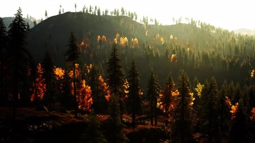 Shining Coniferous Forest in the Mountains During Fall Sunset