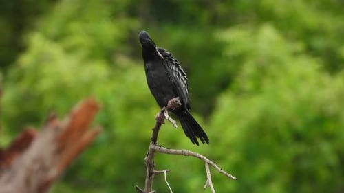 Kormoran chillt auf einem Baum UHD mp4 4k.