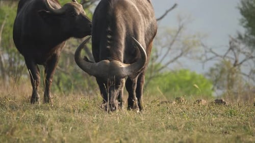 Front view of herd of cape buffalo grazing on the African plains