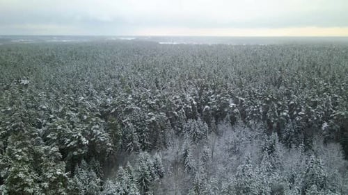 Aerial view of a frozen pine tree forest with snow covered trees in winter. Flight above winter fore