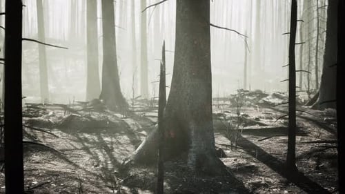 Destroyed Tropical Rainforest in Amazonia