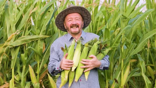 Front View of Smiling Aged Farmer Looking at Camera Walking in Field with Rich Harvest