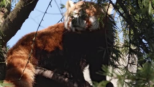 Red Panda Resting in Tree on Sunny Day