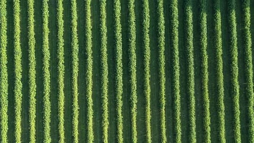 Top aerial view of green bushes of currants on the field in a rows