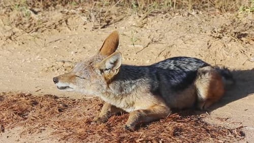 Un chacal à dos noir mâchant sa nourriture dans le parc national des éléphants d'Addo, en Afrique du Sud - gros plan