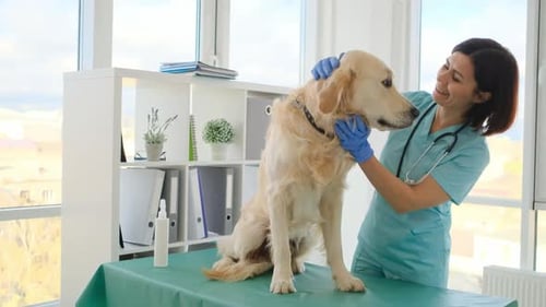 Golden Retriever Dog in Veterinary Clinic