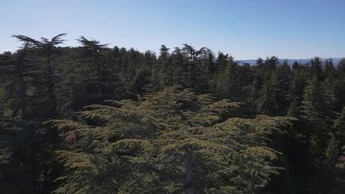 Aerial view of forest drone shot flying over spruce conifer treetops, nature background footage in h