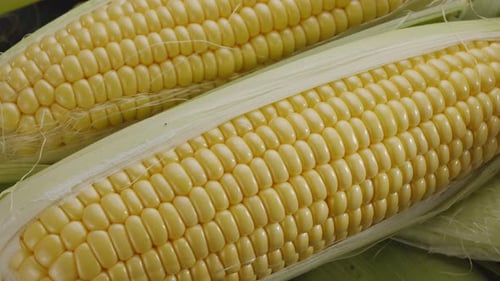 Close-up shot of ripe corn heads with corn whiskers and leaves.