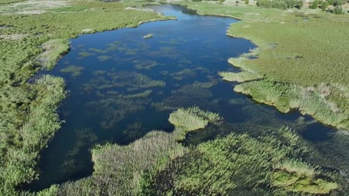 Wetland Reeds Meadow Swamp