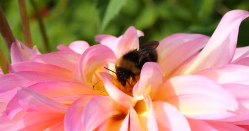 Bumblebee on a large yellow-pink dahlia flower in the autumn garden