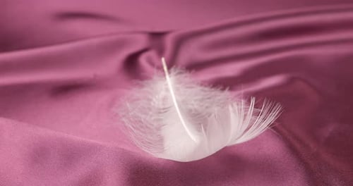 Pink Satin with a Gently Falling White Feather