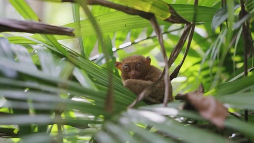 Reveal video of an adorable tarsier monkey nestled between lush green trees in the heart of the Phil