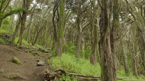 Slow motion camera inside deep dense forest on the sunset.