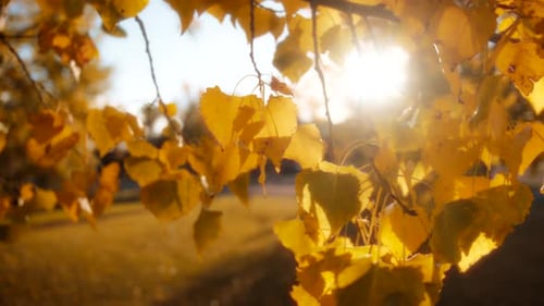 Golden Autumn Leaves Glowing in Warm Sunlight