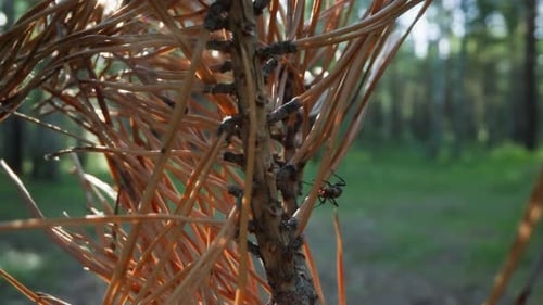 Trockener Kiefernzweig mit Ameisen im schattigen Wald