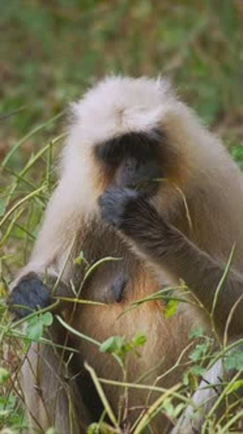 Indian Common Gray Langur Hanuman Langur Monkey in Ranthambore National Park Rajasthan India