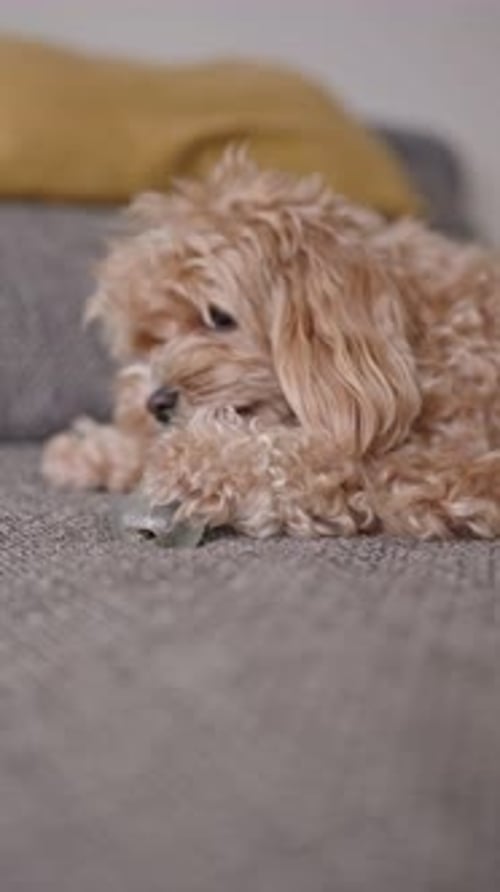 Adorable Dog Chewing Toy on Gray Couch