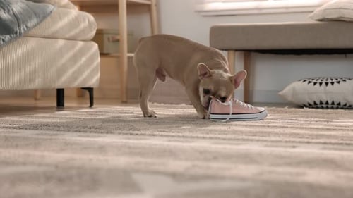 French bulldog playfully sniffing and stealing a shoe