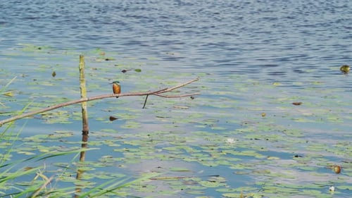Martin-pêcheur perché sur une branche au-dessus d'un étang idyllique en Frise aux Pays-Bas, vue de face commençant à gauche