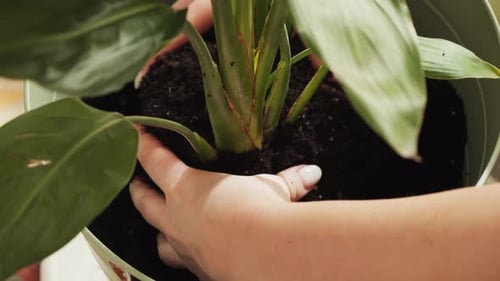 A young gardener hostess transplants flower pots and works with the soil. Concept of planting.